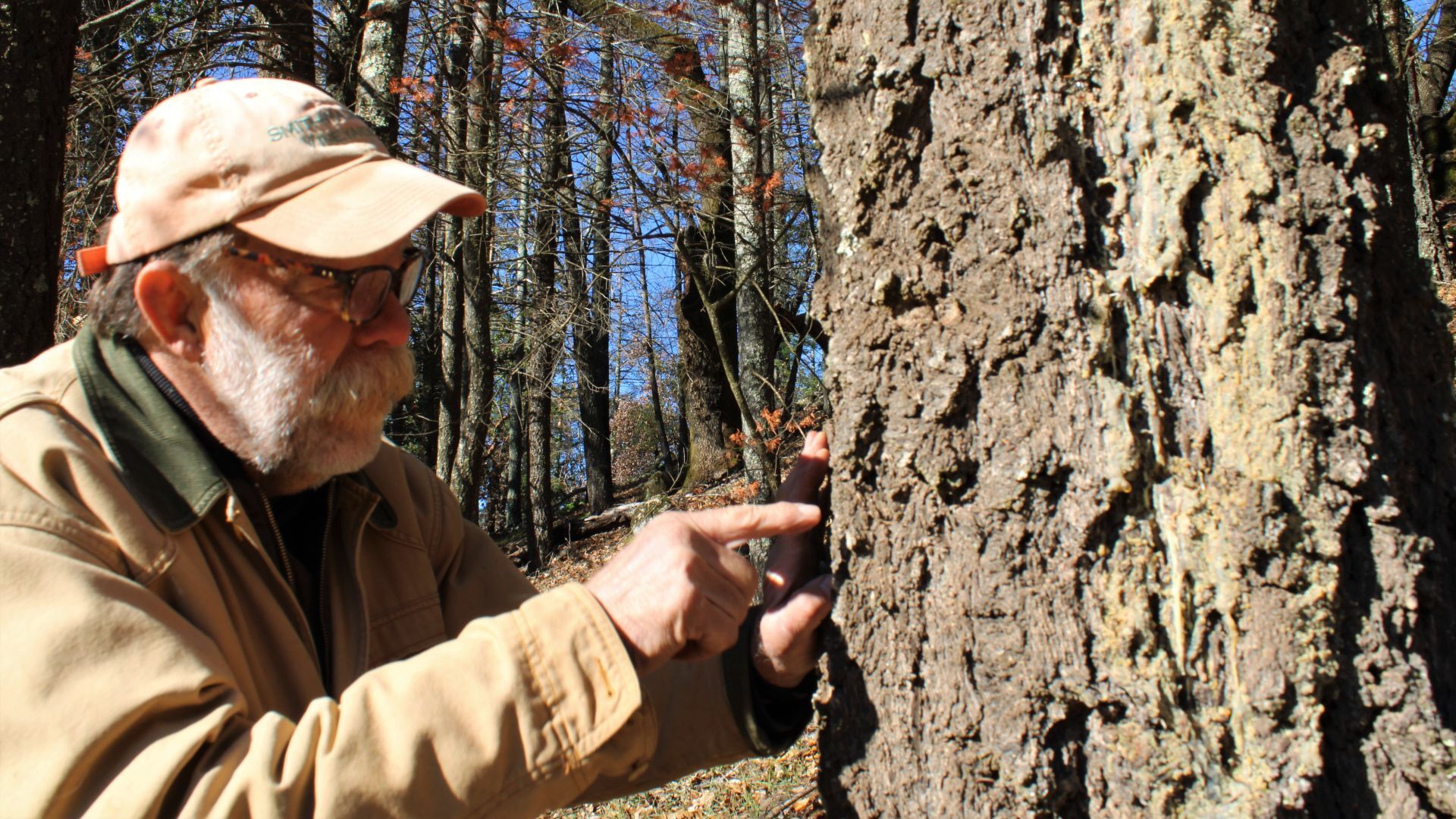 Stu Smith points out bark beetle holes